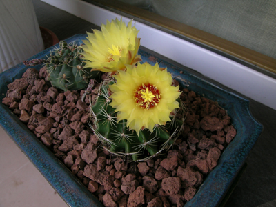 amarillo1.jpg