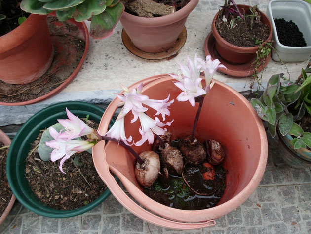 amaryllis-belladonna-agradecidos-hasta-dentro-de-un-cubo.jpg