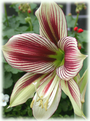 Amaryllis-Papillio-lg.jpg