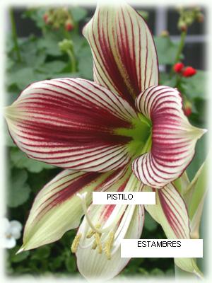 Amaryllis-Papillio-lg2.JPG