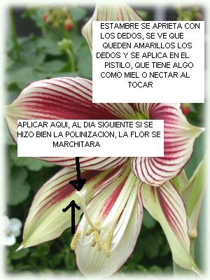 Amaryllis-Papillio-lg3.JPG