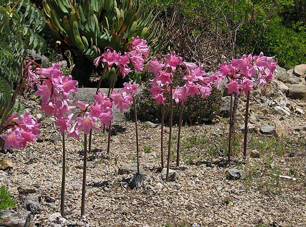 Amaryllis_belladonna_Pacific_Bulb_Society.jpg
