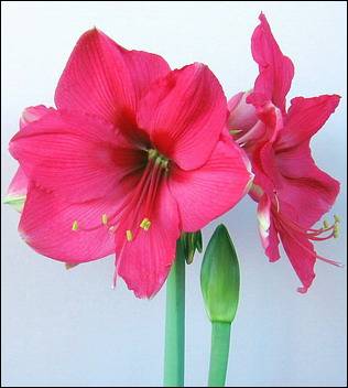 amaryllis_pink_suprise-6a.jpg