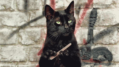 amazing-awesome-black-black-cat-cat-Favim.com-291158_large.gif