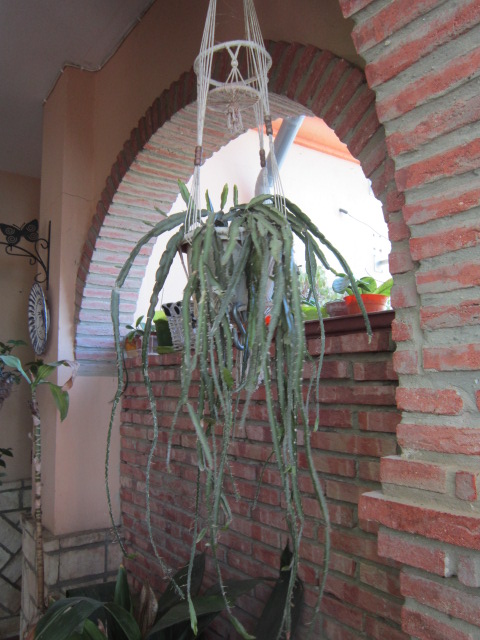 amb905.jpg