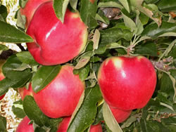 ambrosiapico.jpg