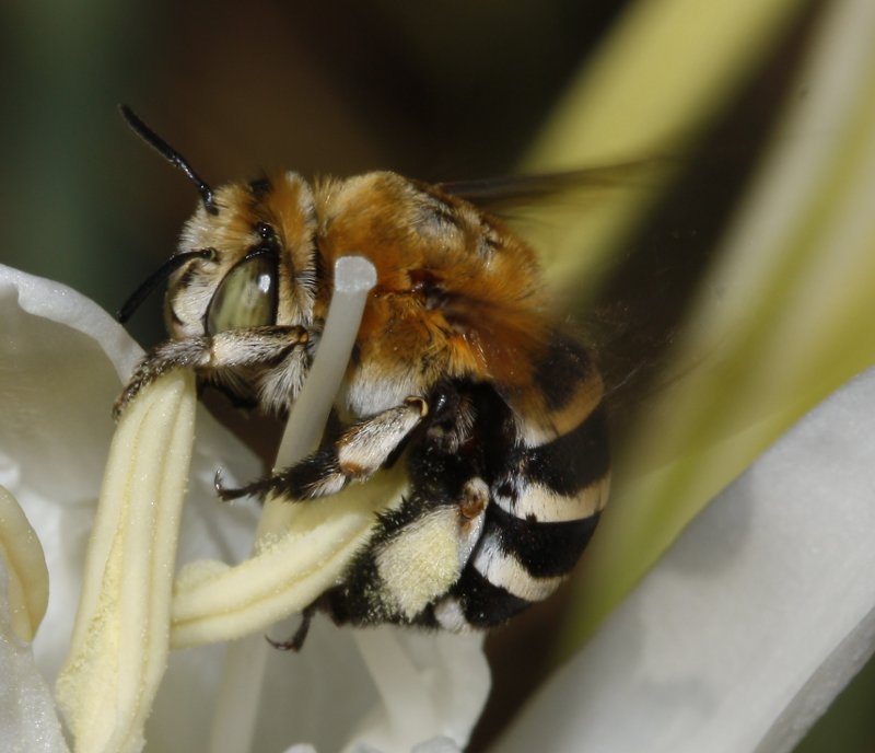 Amegilla%20quadrifasciata_3884.jpg