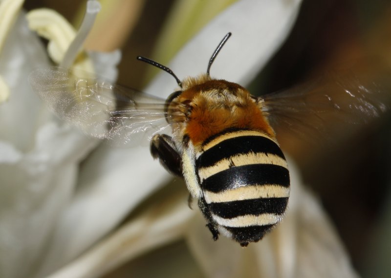Amegilla%20quadrifasciata_3885.jpg