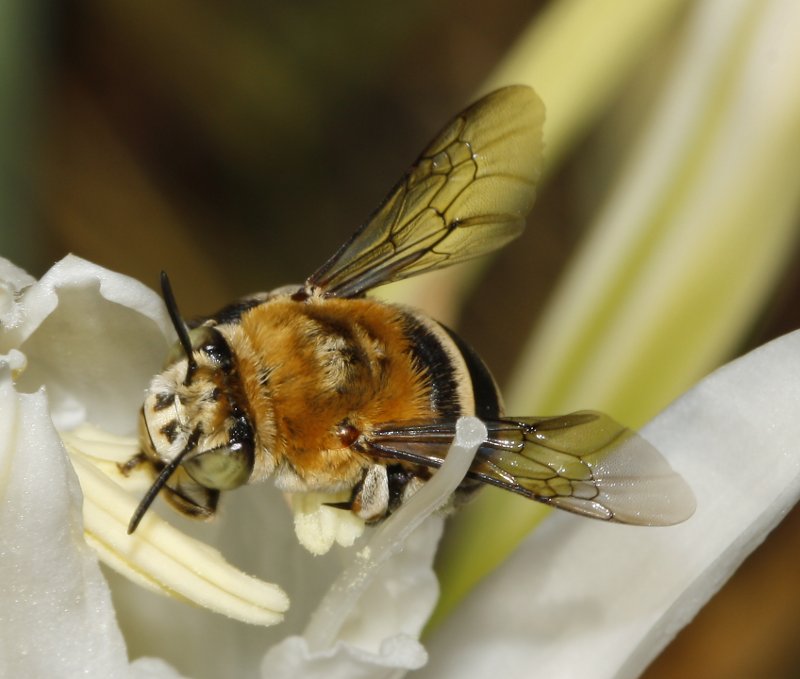Amegilla%20quadrifasciata_3887.jpg