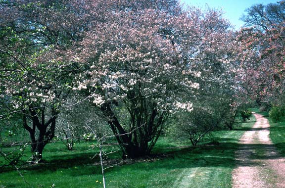 Amelanchie%20canadensis.jpg