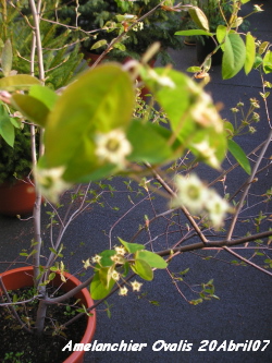 amelanchier_ovalis_20abril07.jpg