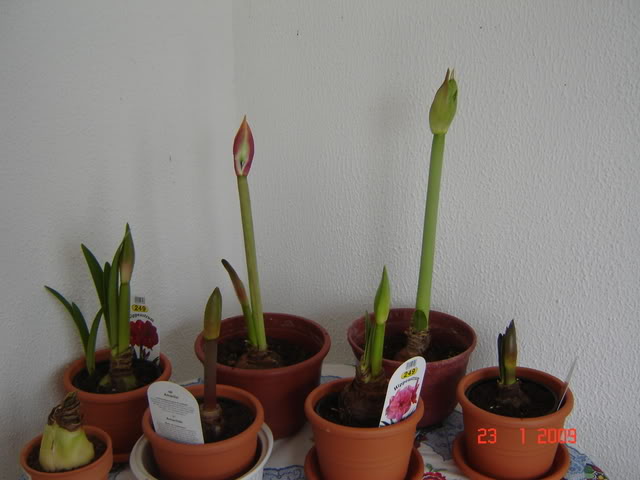Amendoeira001.jpg