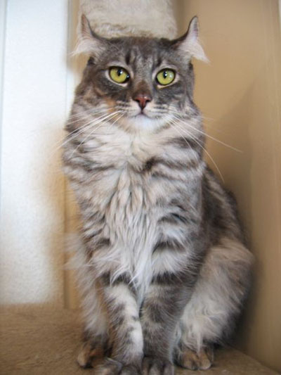 american-curl-01.jpg
