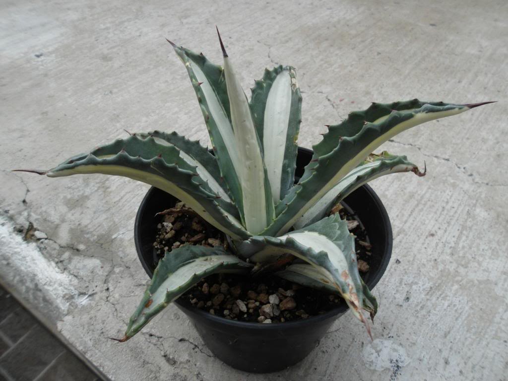americanamediopicta_zps0a500813.jpg