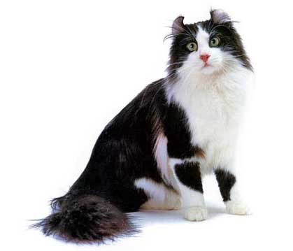 americancurl.jpg