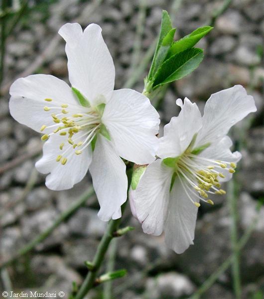 ametllerflor.jpg