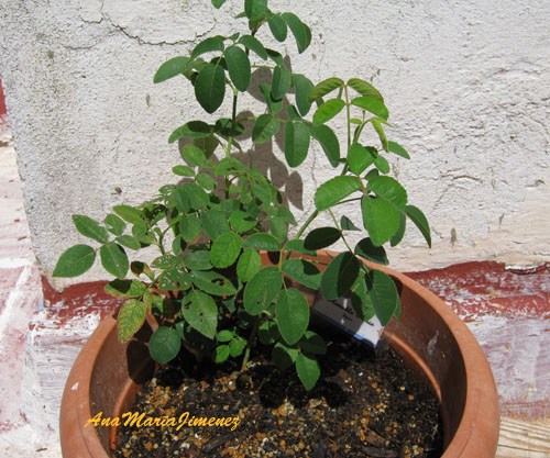 Amiable_Amie_2_-_2_Agosto_2011.jpg