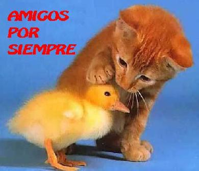 Amigos%202.JPG