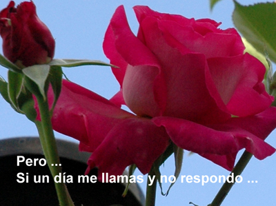 amistad%2003.jpg