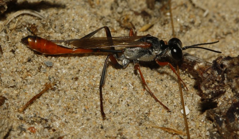Ammophila%20sp_4311.jpg