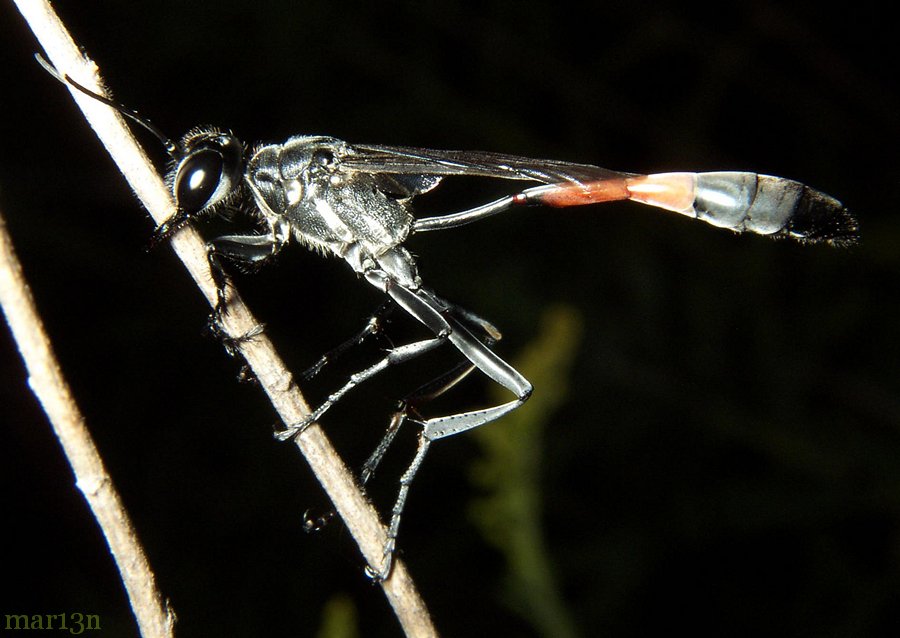Ammophila_procera_new.jpg