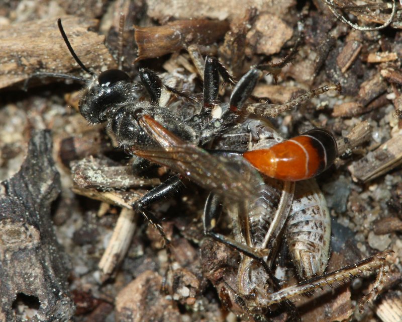 Ammophyla%20caza.jpg