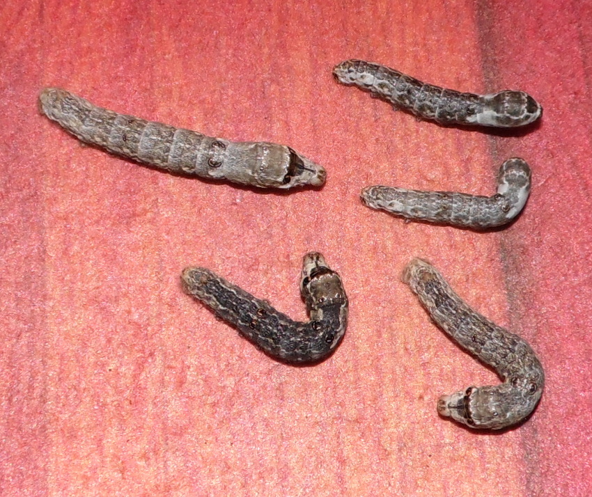 amoimoricaud02032013_1_zps1f609106.jpg