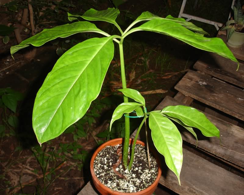 amorpho1.jpg