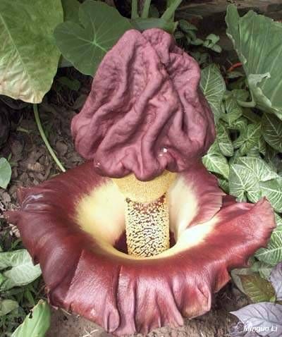 Amorphophallu%20paeoniifolius.jpg