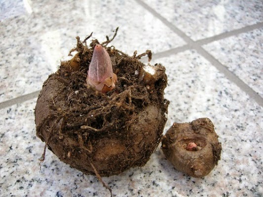 amorphophallum4.jpg