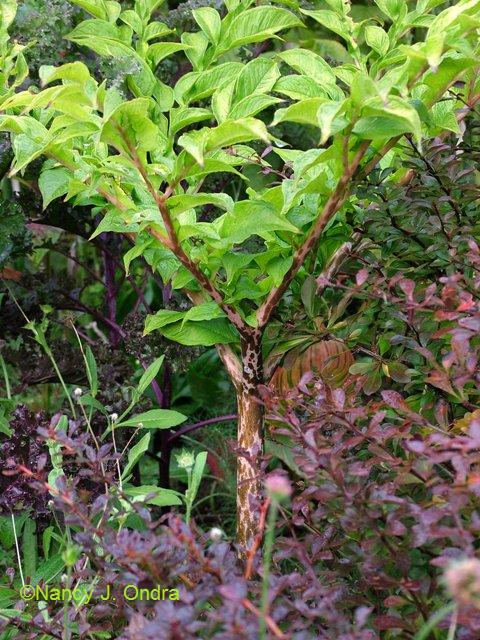 Amorphophallus-konjac-Oct-14-08.jpg