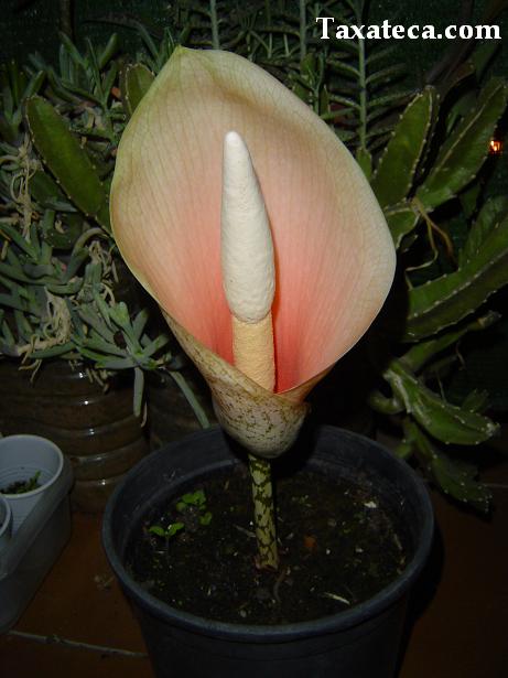 amorphophallus_bulbifer.JPG