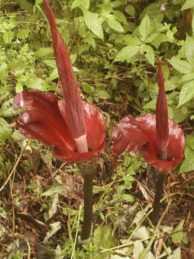 Amorphophallus_konjac_400.jpg
