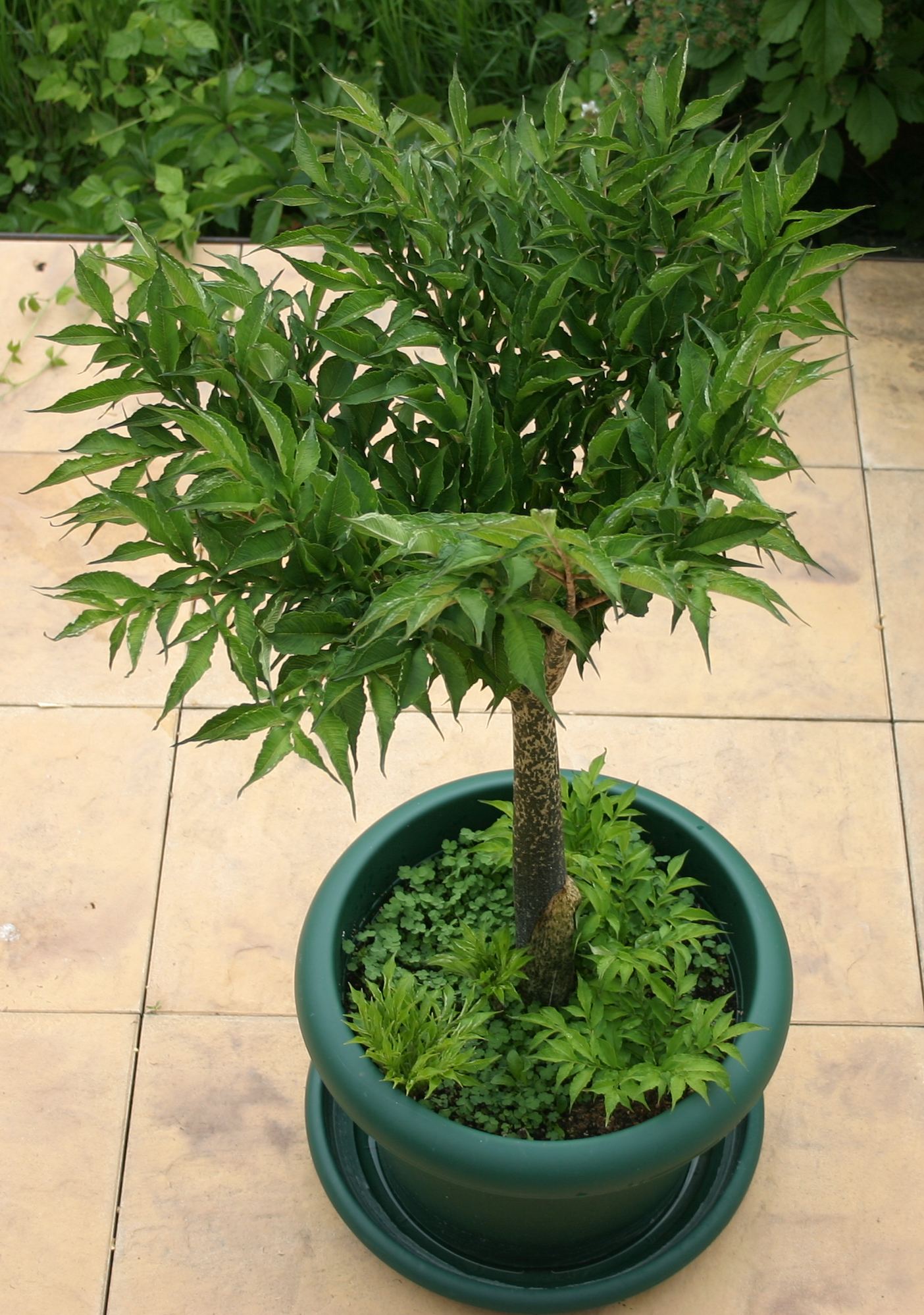 Amorphophallus_konjac_plant_notunfold.JPG