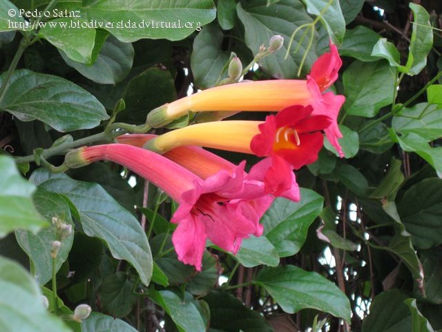 Amphilophium-buccinatorium-2-3-234674.jpg