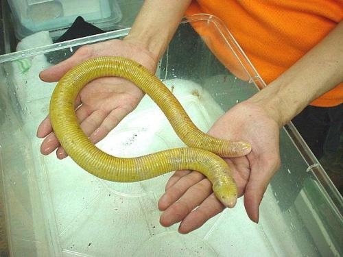 amphisbaena_alba[2].jpg
