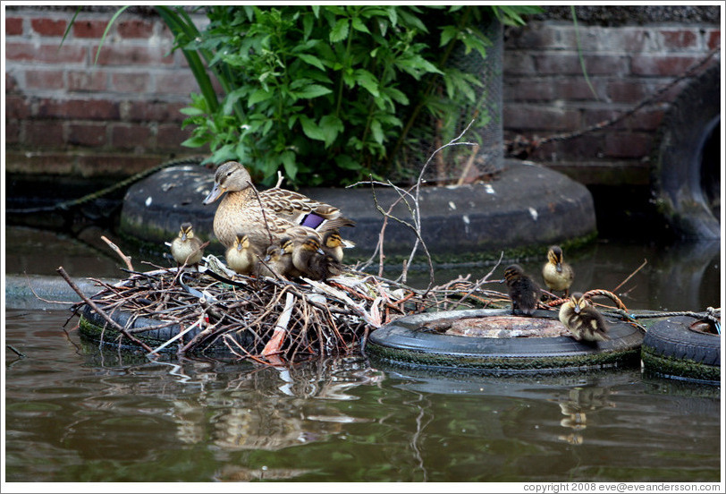 amsterdam-jordaan-canal-duck-ducklings-nest-tire-egelantiersgracht-3-large.jpg