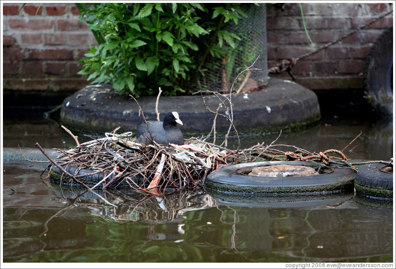 amsterdam-jordaan-canal-loonie-nest-tire-egelantiersgracht-large.jpg