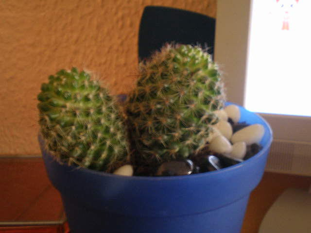 Ana Segoviana 003.jpg