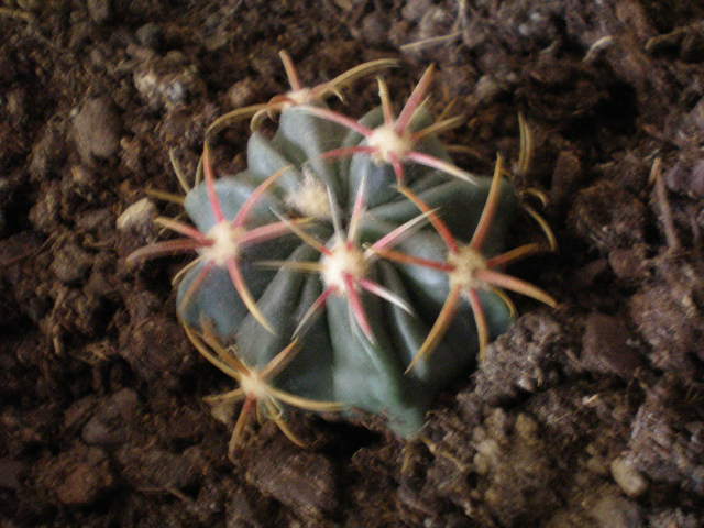 Ana Segoviana 004.jpg