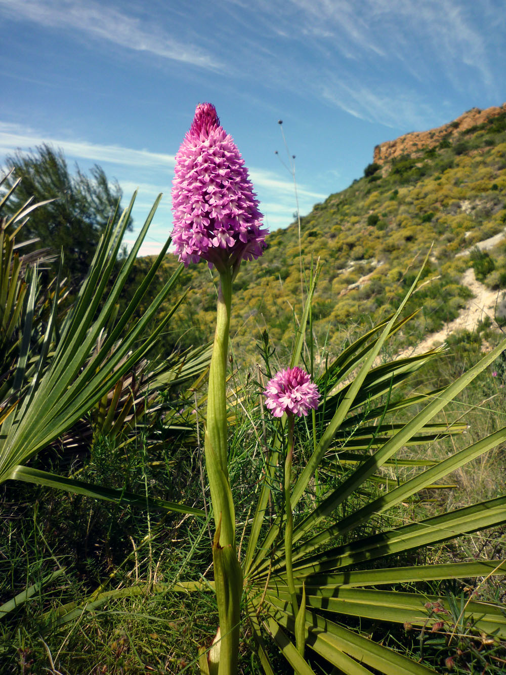Anacamptis_pyramidalis010.jpg