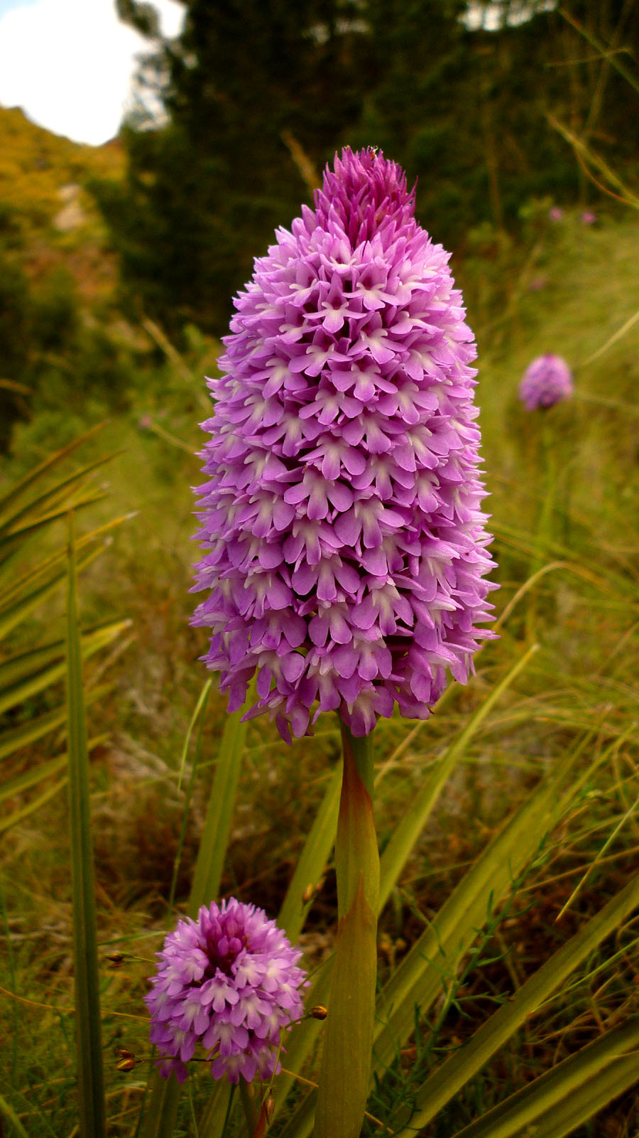 Anacamptis_pyramidalis011.jpg