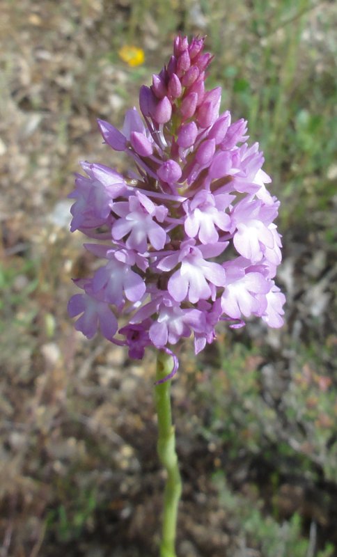 Anacamptys_piramidalis_dsc05819.jpg