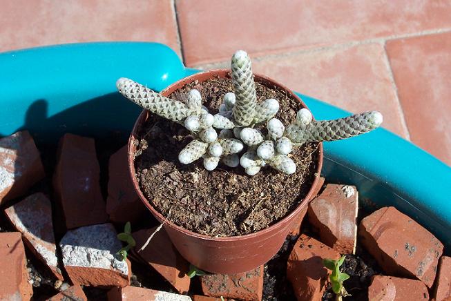 anacapseros_filamentosa1.JPG