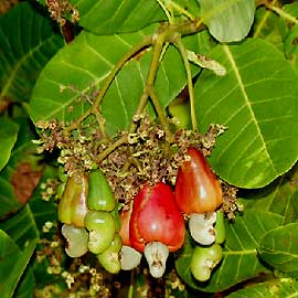 Anacardium-Orientale.jpg