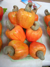 anacardo3.jpg