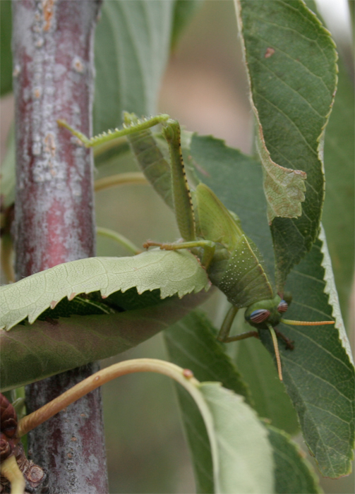 anacridium_aegyptium.jpg