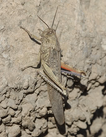 Anacridiumaegyptium.jpg