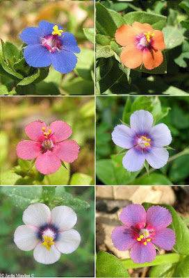 anagallis-4444.jpg