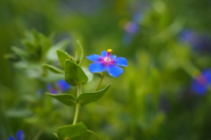 anagallis.jpg